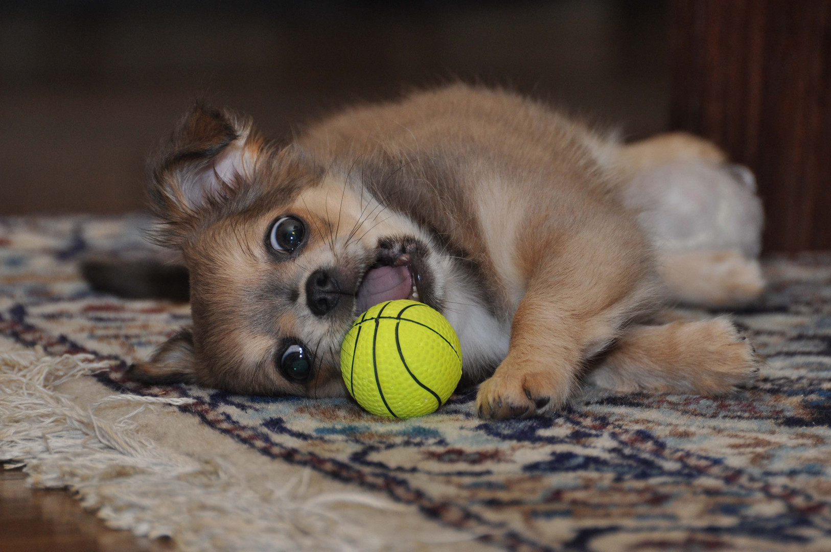 Chihuahua: der gelbe Ball gehört mir