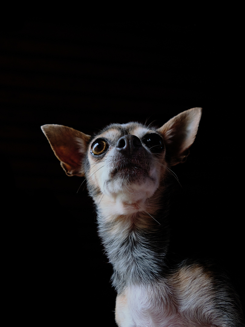 Chihuahua Feeling