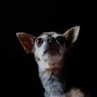 Chihuahua Feeling