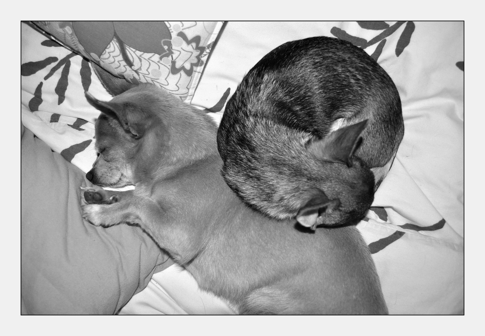 Chihuahua Freundschaft