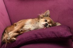 Chihuahua ganz entspannt auf dem Sofa