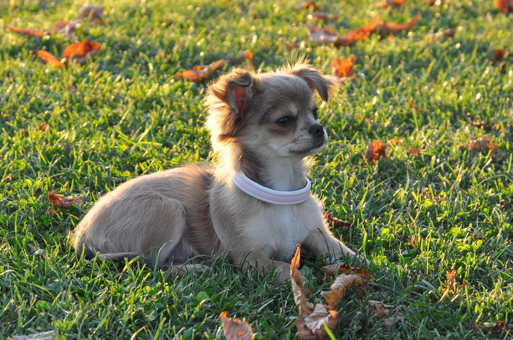 Chihuahua - goldener Haarkranz in der abendlichen Herbstsonne