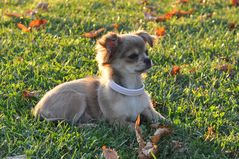 Chihuahua - goldener Haarkranz in der abendlichen Herbstsonne