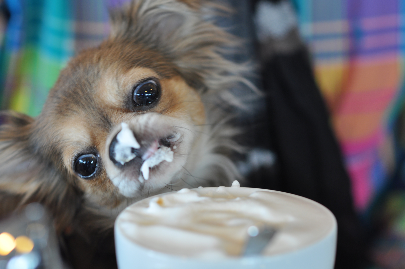 Chihuahua: hm ... lecker