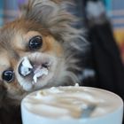 Chihuahua: hm ... lecker