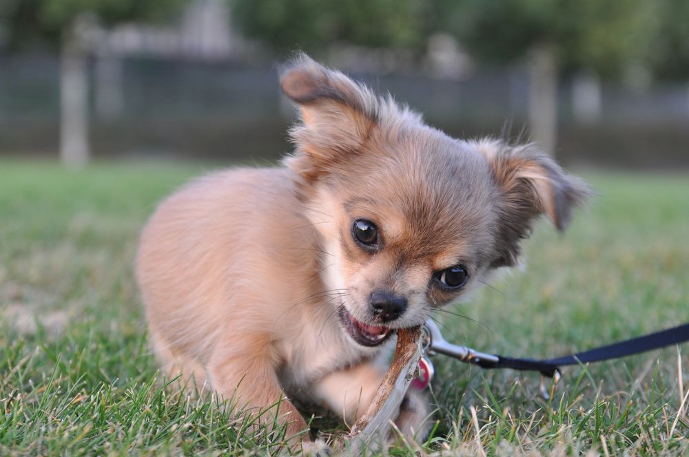 Chihuahua: Holz ist gut gegen Zahnweh