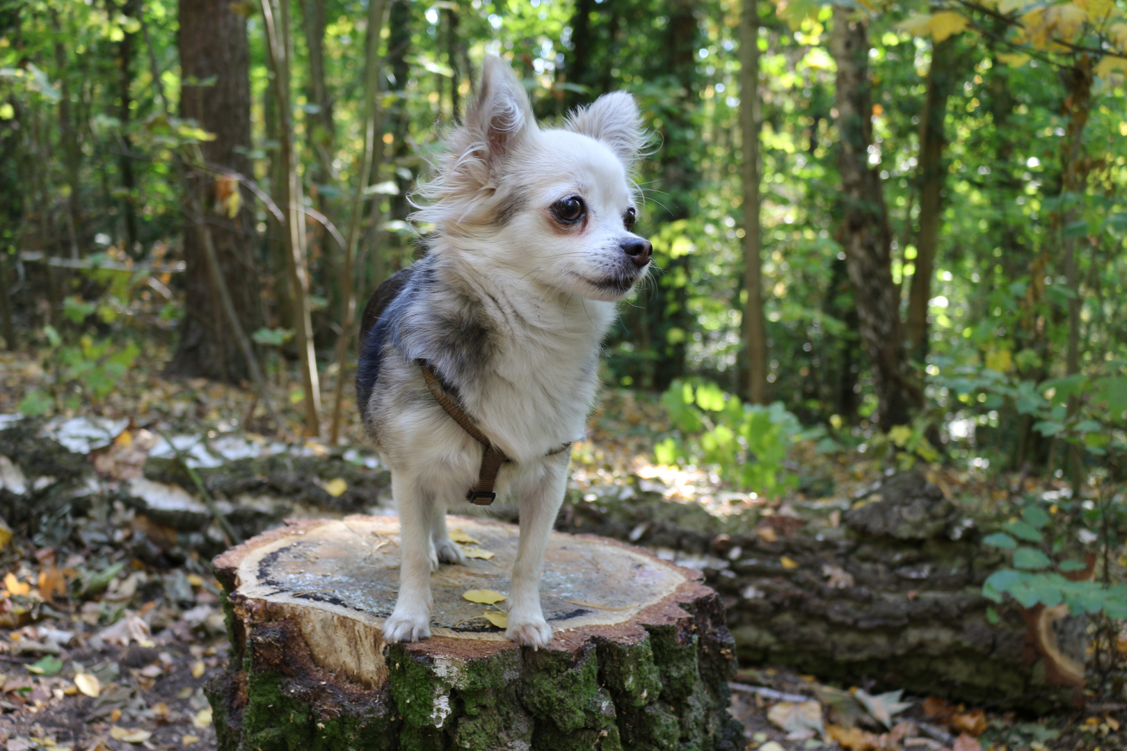 Chihuahua-Hündin Husky