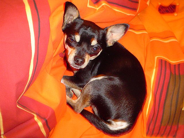 Chihuahua im Bett