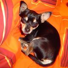 Chihuahua im Bett