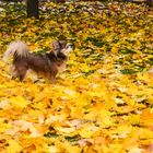 Chihuahua im Herbstlaub