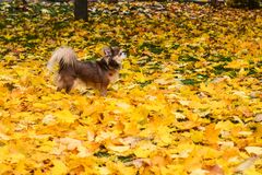 Chihuahua im Herbstlaub