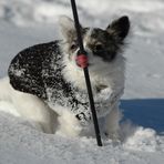 Chihuahua im Schnee