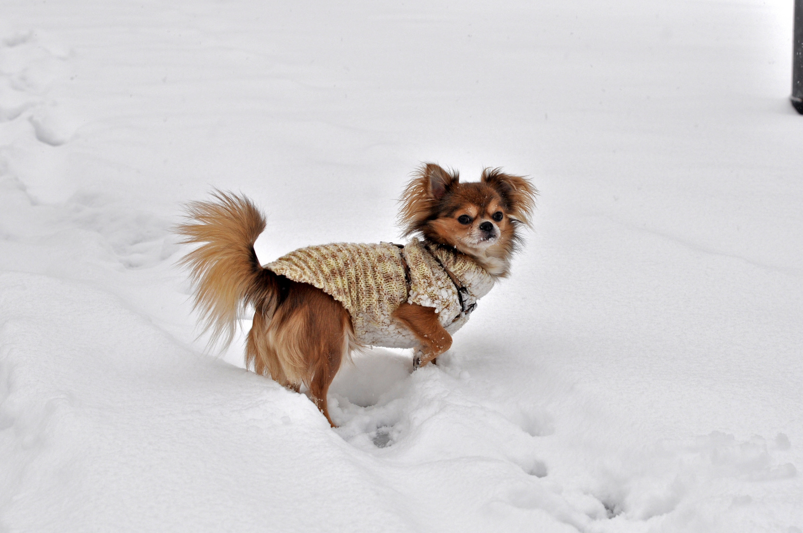 Chihuahua im Schnee