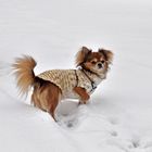 Chihuahua im Schnee