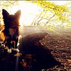 Chihuahua im Wald bei Gegenlicht