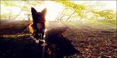 Chihuahua im Wald bei Gegenlicht