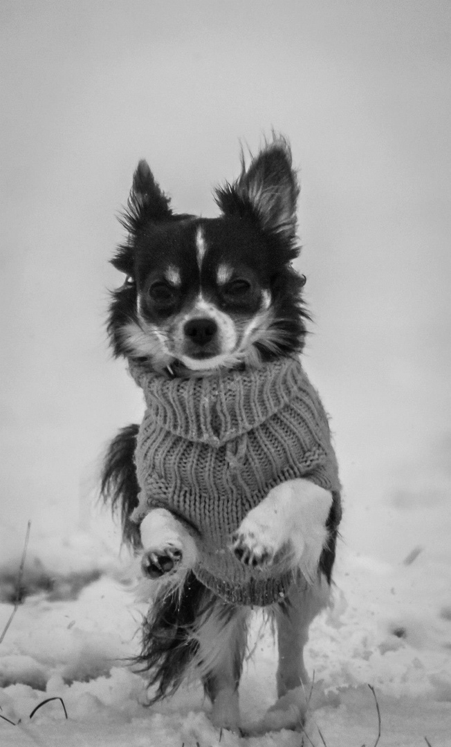 Chihuahua in the snow