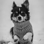 Chihuahua in the snow