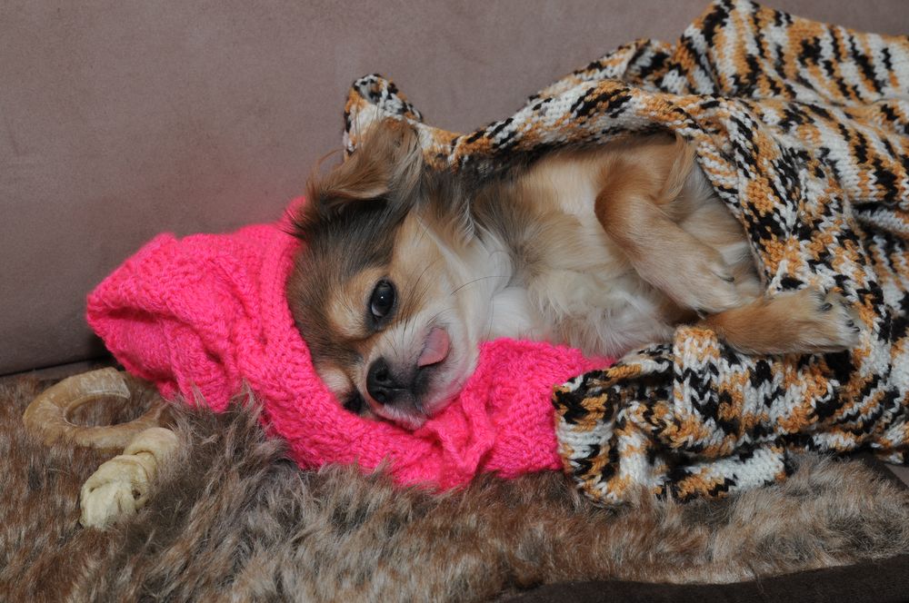 Chihuahua: Kuscheldecken