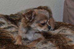 Chihuahua - Kuschelfell