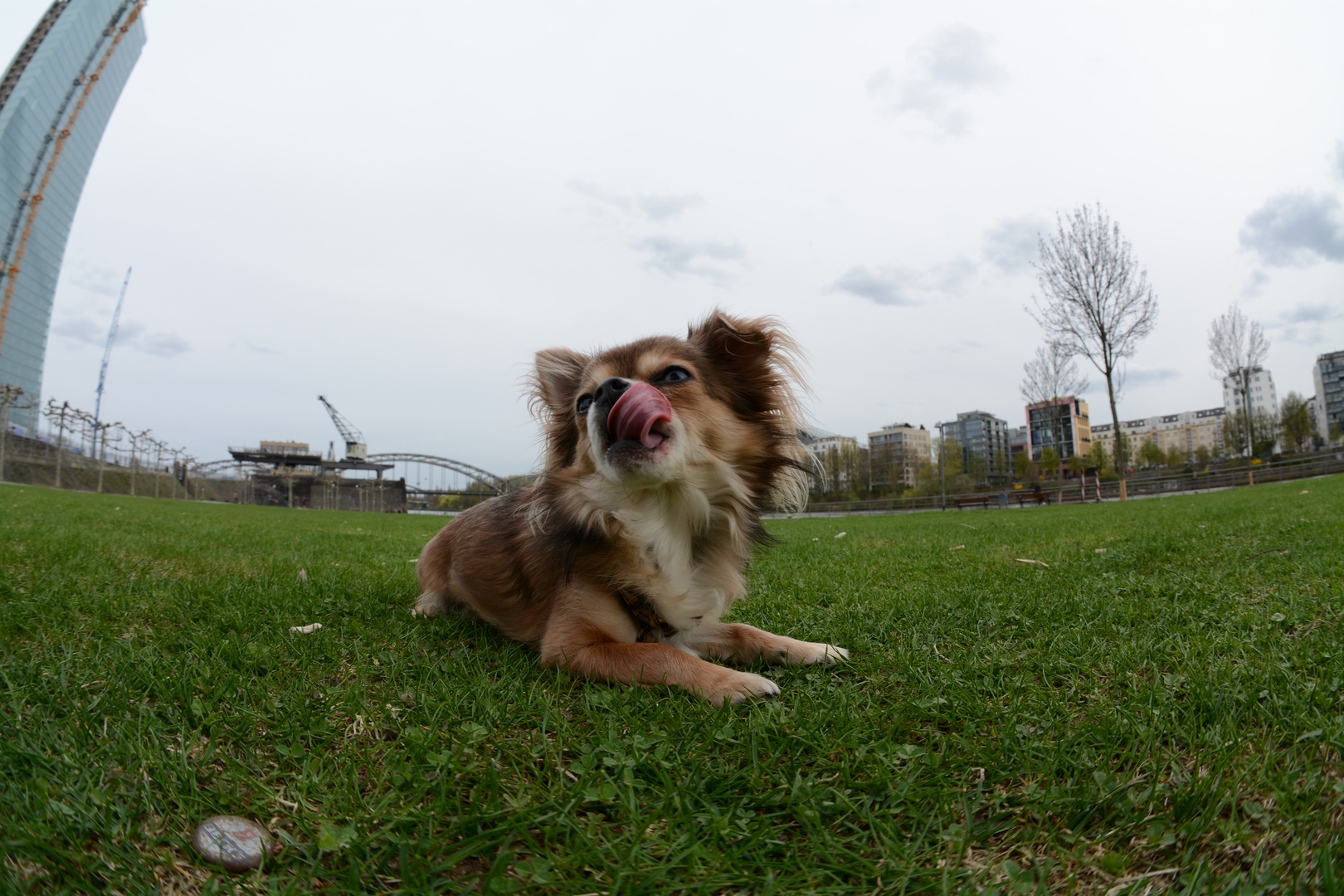 Chihuahua .... "leck mich doch" ... (Sigma 2.8/10 mm Fisheye+Nikon D7100)