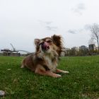 Chihuahua .... "leck mich doch" ... (Sigma 2.8/10 mm Fisheye+Nikon D7100)