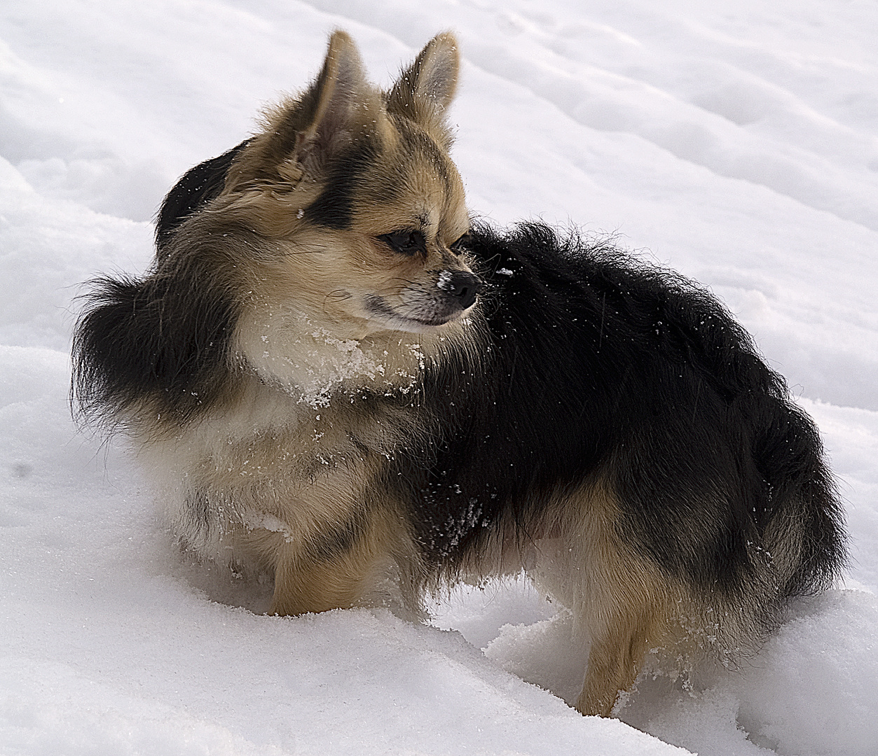 Chihuahua liebt Schnee