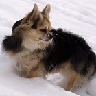 Chihuahua liebt Schnee