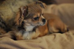 Chihuahua: mit dem neuen Nikon 50 mm