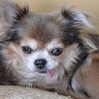 Chihuahua mit hängender Zunge