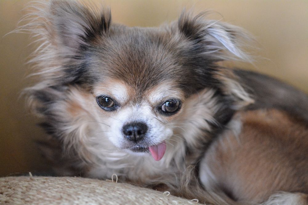 Chihuahua mit hängender Zunge