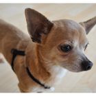 Chihuahua mit Tagtraum?