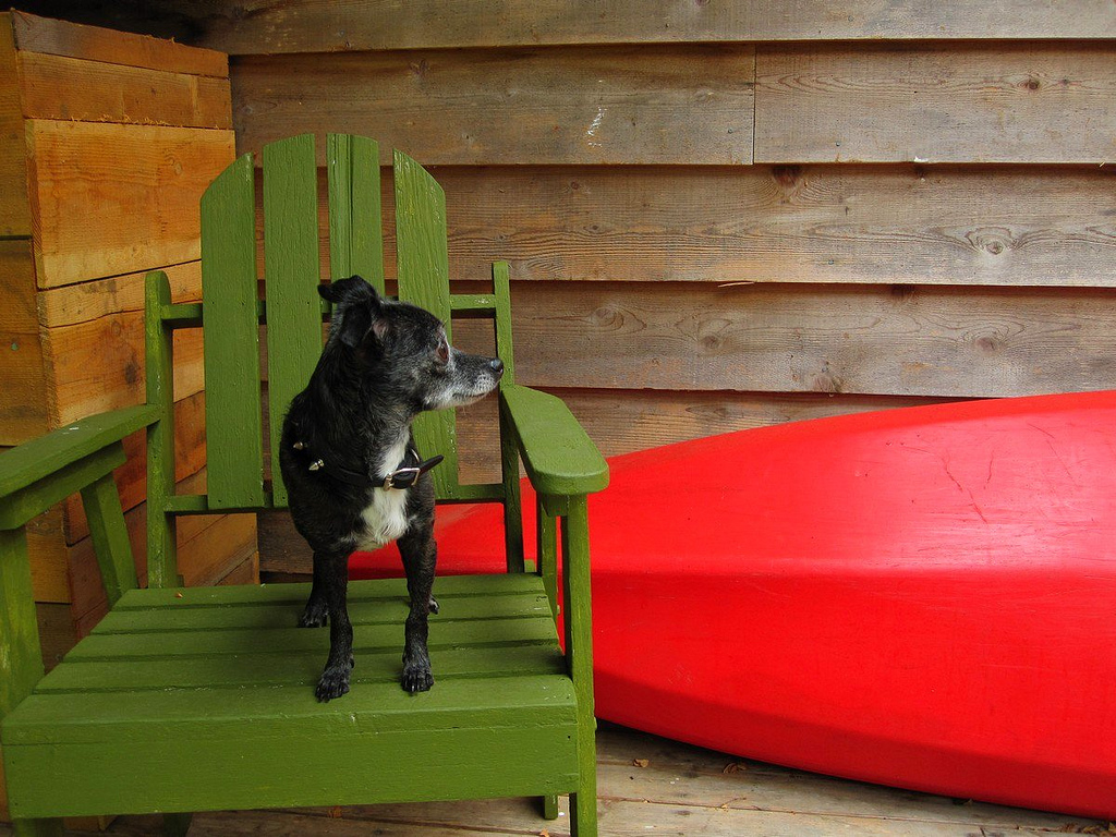 Chihuahua on a chair