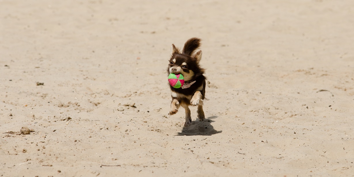 Chihuahua Pinky spielt Ball