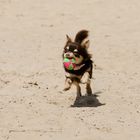 Chihuahua Pinky spielt Ball