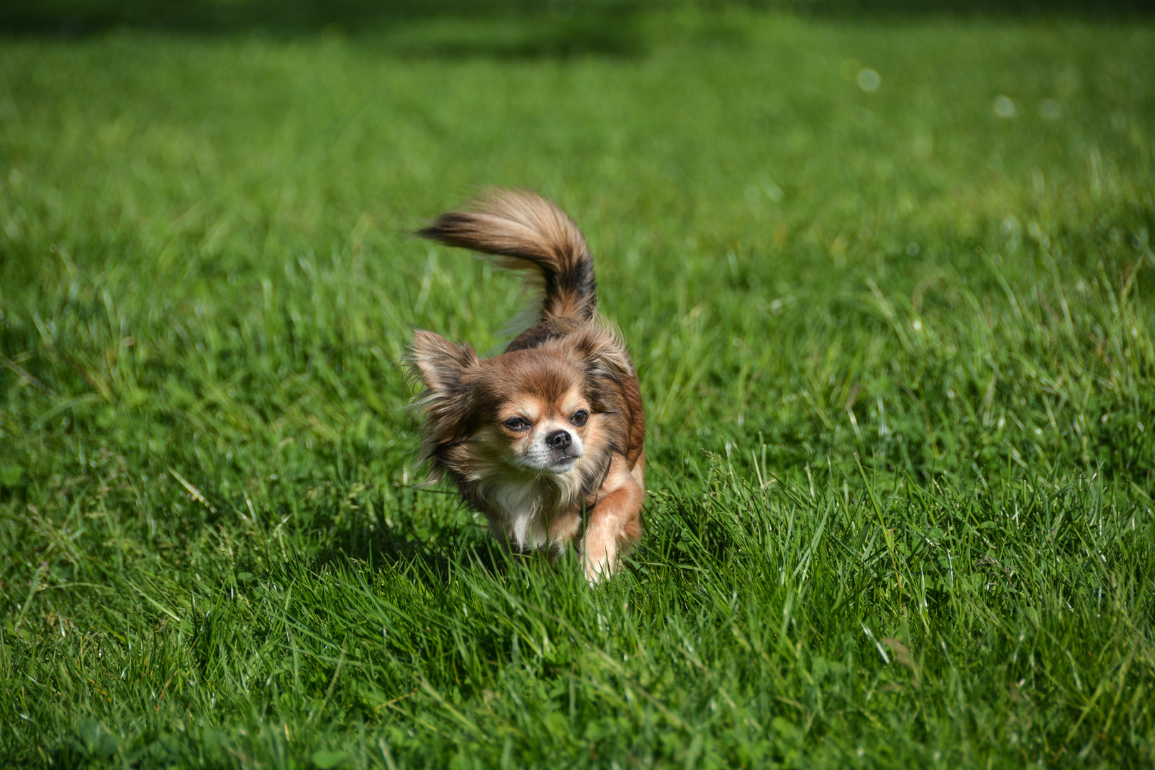 Chihuahua - Pirschen durchs Gras