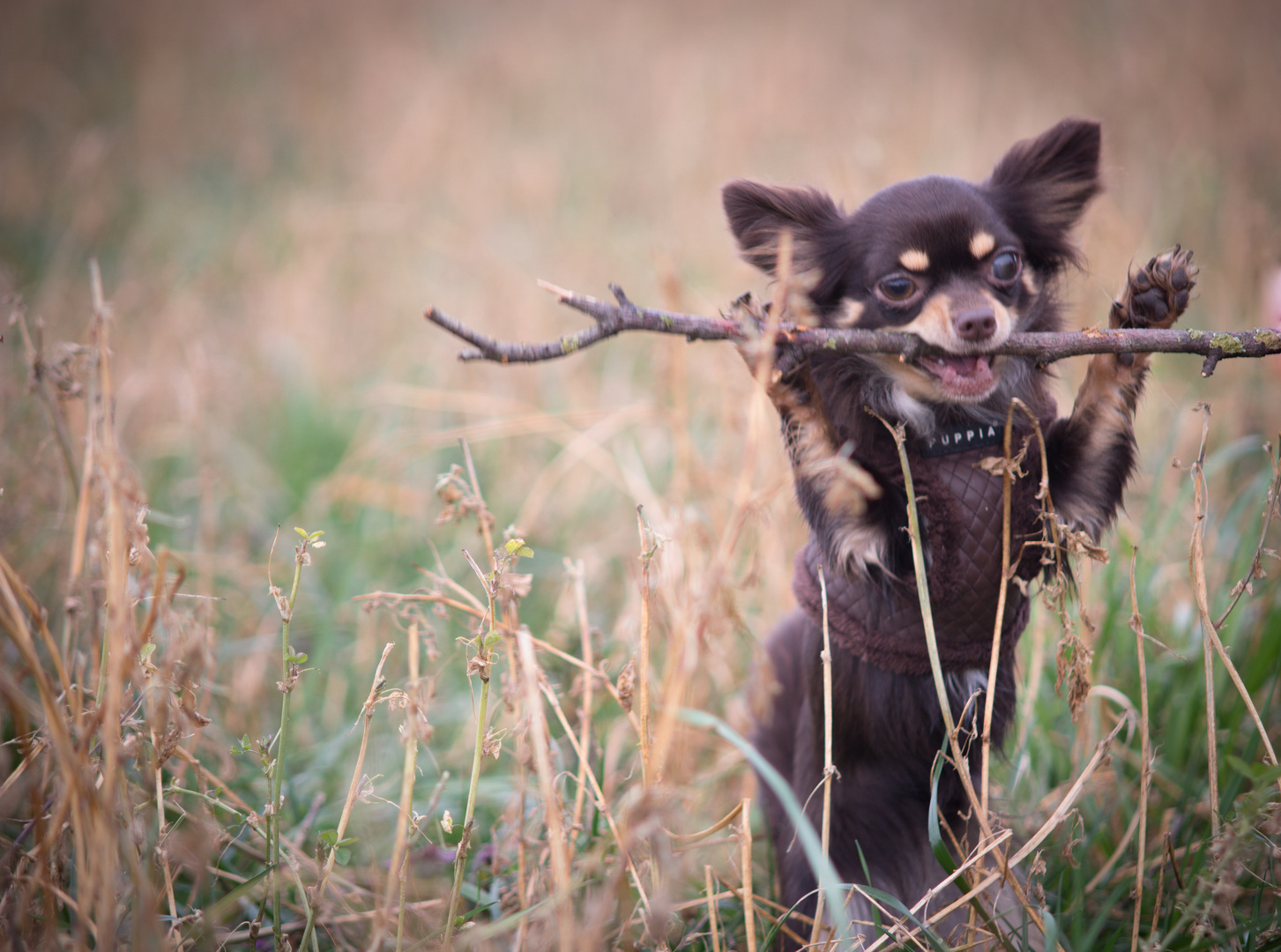 Chihuahua Roxy 