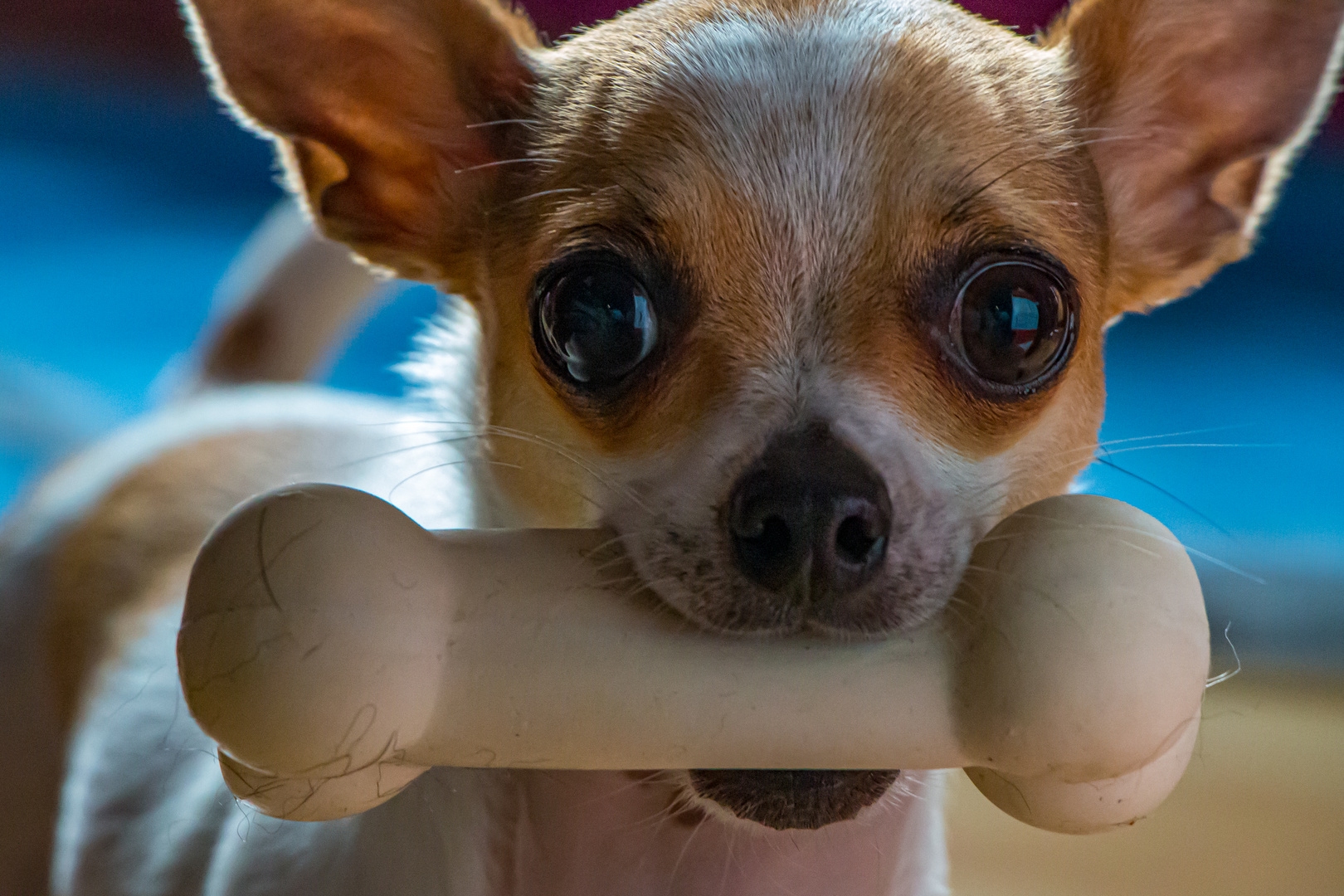 Chihuahua Rüde mit seinem Gummiknochen