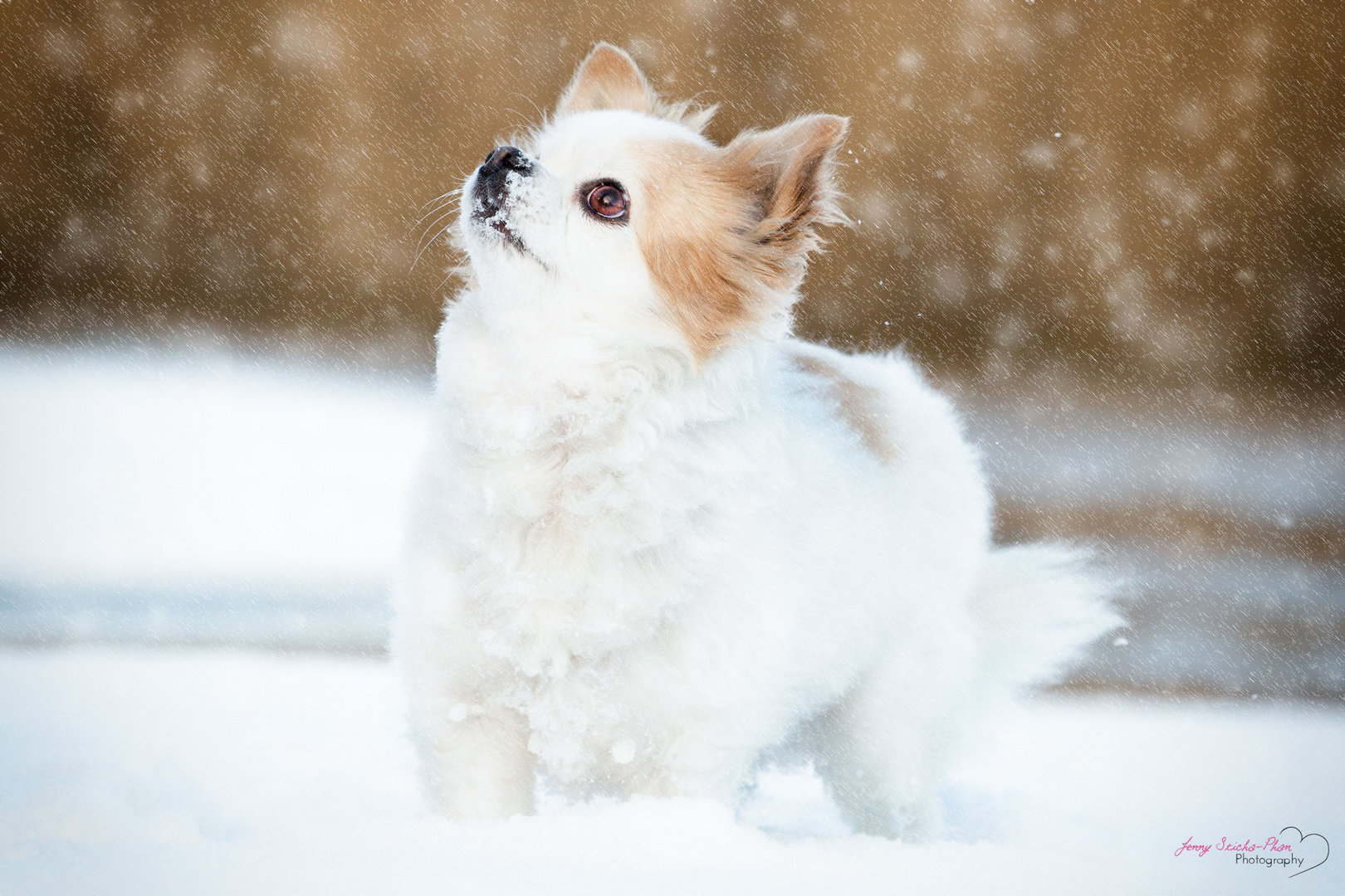 Chihuahua Snow