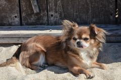 Chihuahua - Sonnen vorm Strandkorb