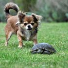 Chihuahua trifft auf Schildkröte