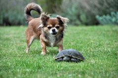 Chihuahua trifft auf Schildkröte
