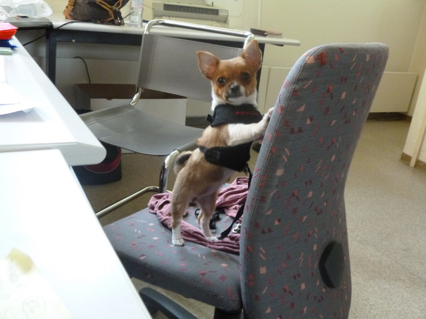 Chihuahua vs Bürostuhl