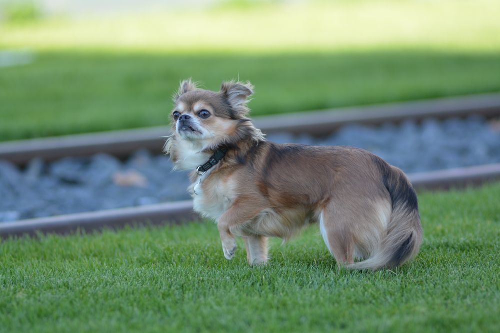 Chihuahua: wacher Blick