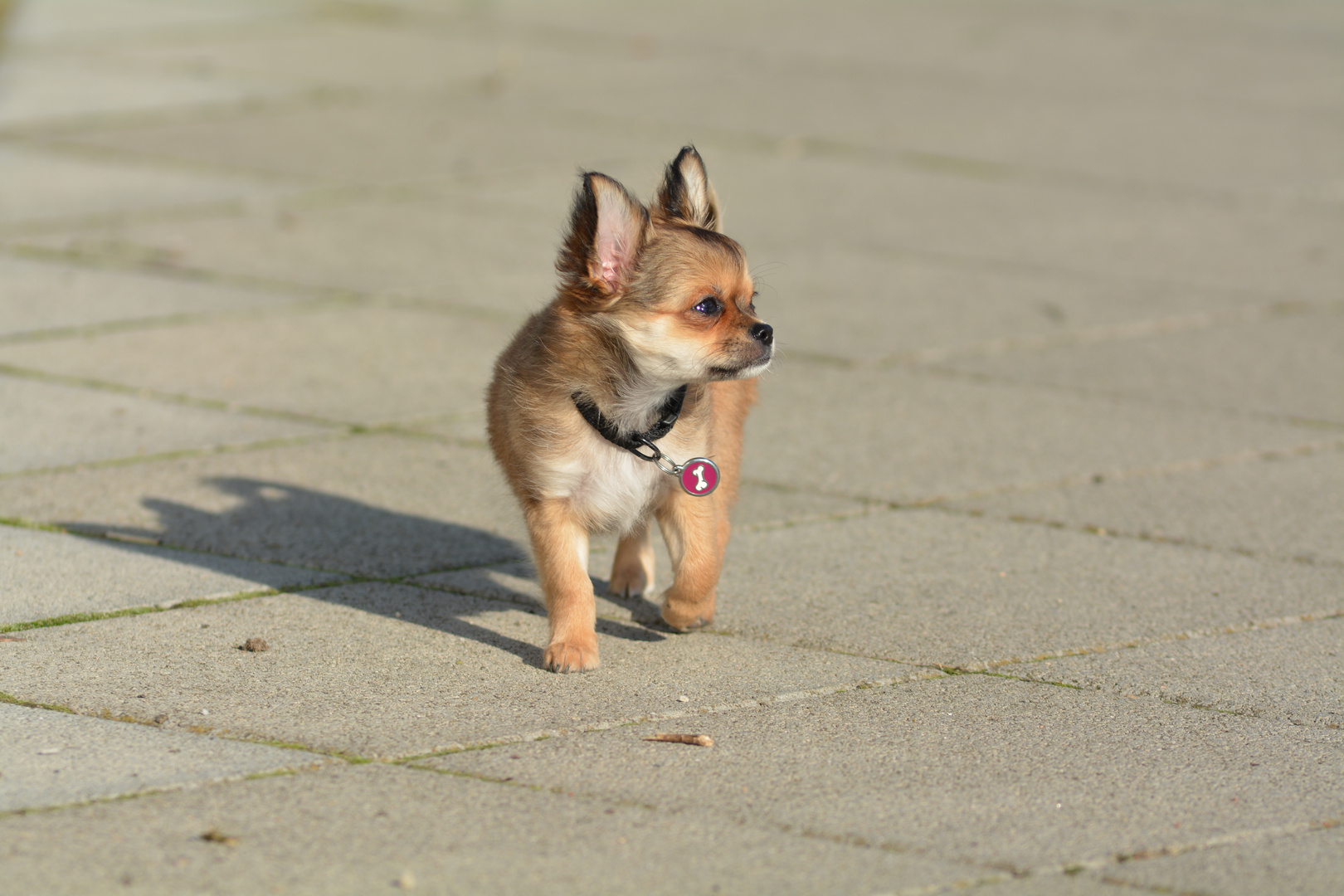 Chihuahua - Welpe: Ich erkunde die Welt