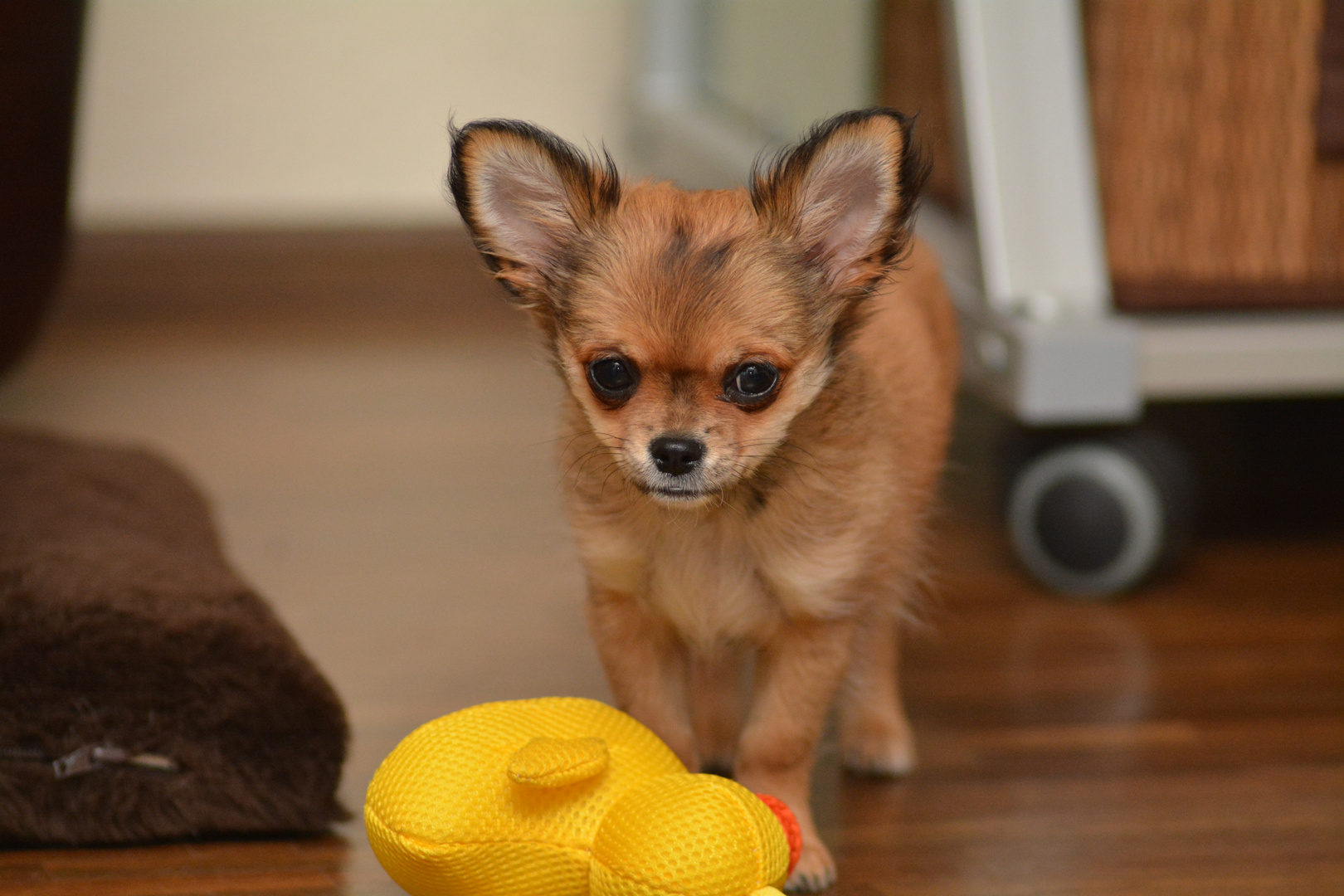 Chihuahua: Welpe mit Quietscheente