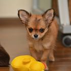 Chihuahua: Welpe mit Quietscheente