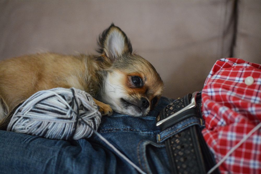 Chihuahua - Welpe mit Wollknäuel : bei Herrchen ruht es sich gut
