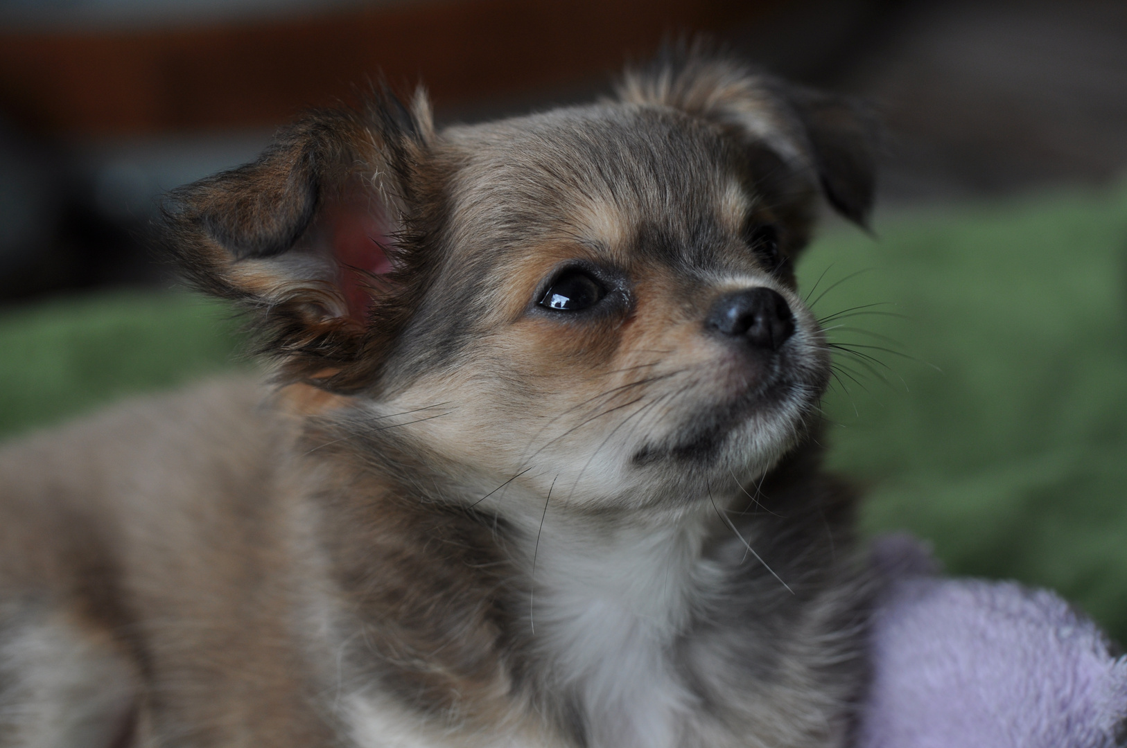Chihuahua - Welpe: neugieriger Blick