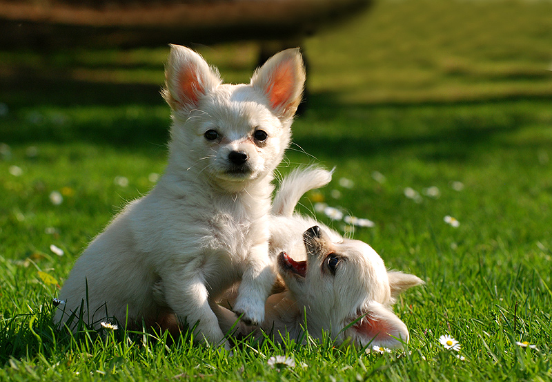 Chihuahua Welpen